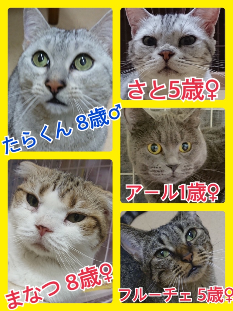 🐾里親募集中ニャンコメンバー🐱